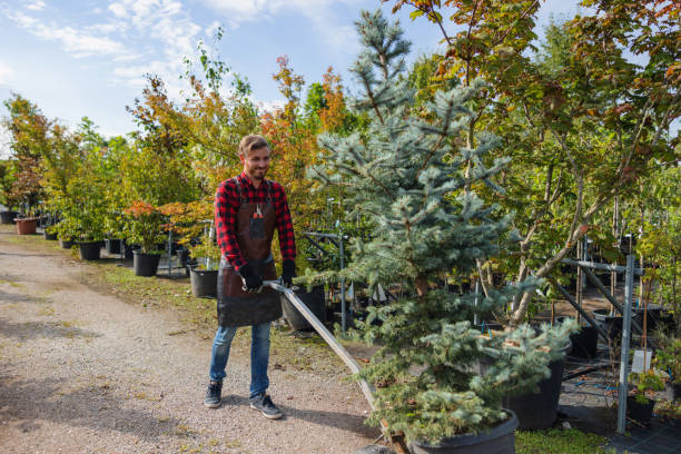 Best Hazardous Tree Removal  in Oriole Beach, FL